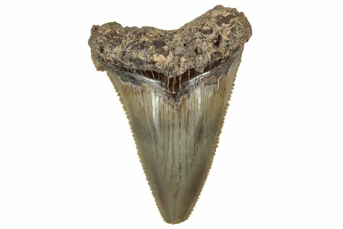 Serrated Angustidens Tooth - Megalodon Ancestor #326377